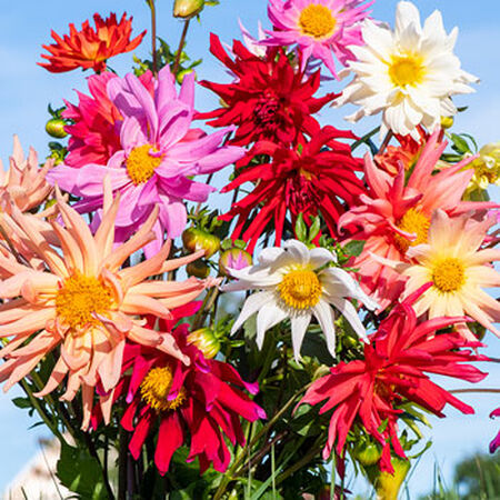 Cactus Flowered Mix, Dahlia Seeds - Packet image number null